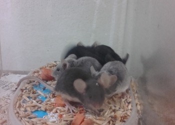 Продам белых и черных мышек