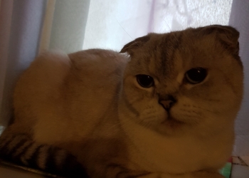 Продаю срочно кошку