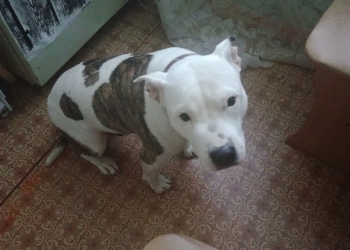 Отдадим в добрые руки