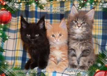 Котики мейн кун