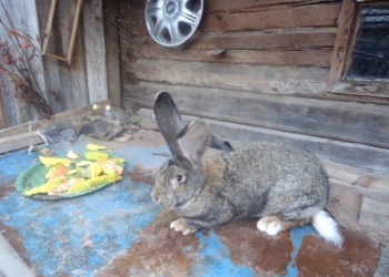 Бельгийский великан