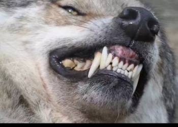 Куплю Клыки Волка, Медведя