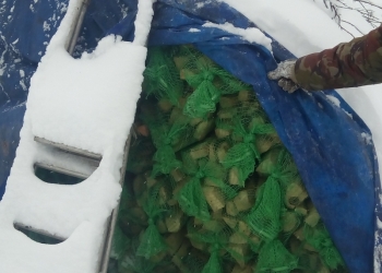 Одна сетка 50 руб