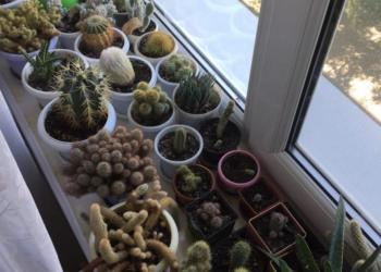 Кактусы...Одам деток