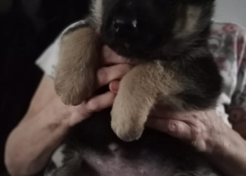 Щенок девочка 1,5 мес