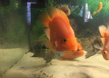 Рыба Попугай