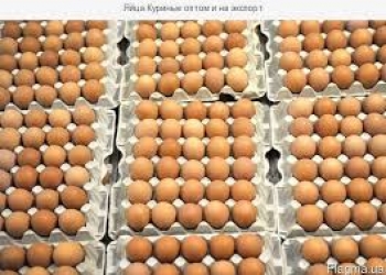 Яйцо куриное опт,розница