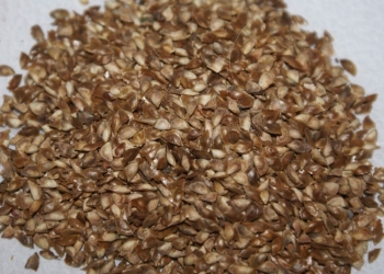 Покупка семян лиственницы