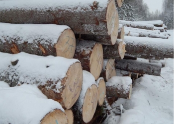 Лес кругляк