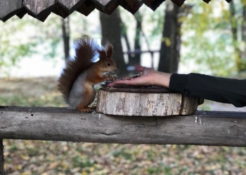 Новый год на турбазе «Дубки»