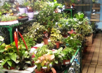 Комнатные цветы