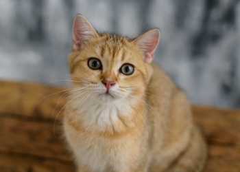 Котик-британец золотого окраса.