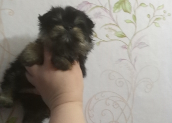 Кукольный тип йорков.