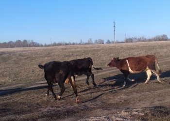 Продаю коров и телок