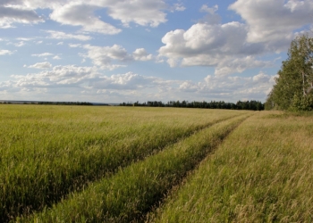 Продажа земли сельхоз назначения в Волосово