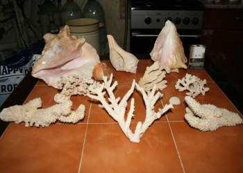 Кораллы и ракушки