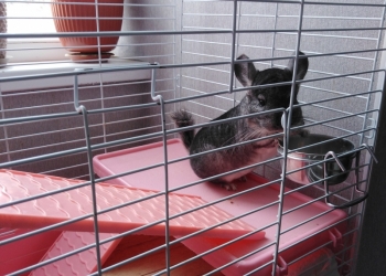 Продам шин шилу