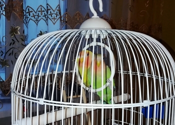 Продам попугаев