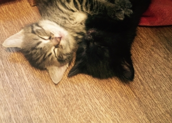 Отдам в хорошие руки чёрного котёнка