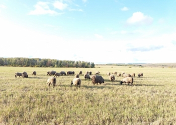 Романовские овцы