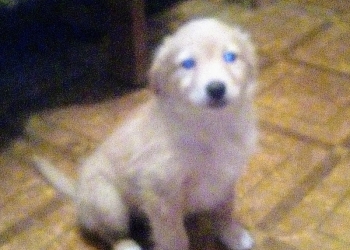 Отдам щенков