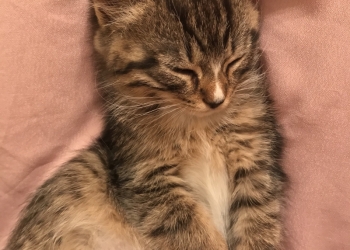 2 прелестных котенка ищут хозяев
