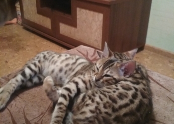 Бенгальские котики