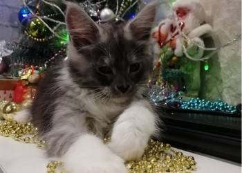 Красавчик APSENT Fluffy Elf 2 month Color NS2209
