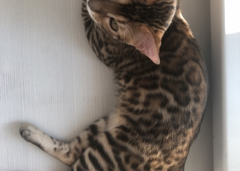 Бенгальский котик