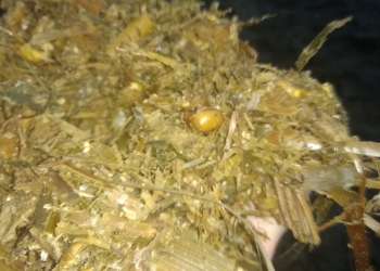 Силос кукурузный