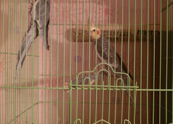 Попугаи Корелла