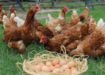 Куры несушки