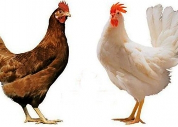 Куры несушки