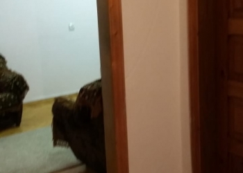 4-к квартира, 74 м2, 3/5 эт.