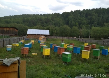МЁД Башкирский Липовый