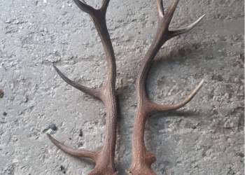 Закупаем рога и охот продукцию