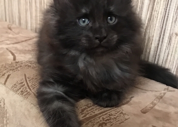Котята Мейн кун
