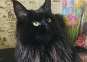 Котята Мейн кун