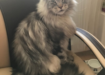 Котята Мейн кун