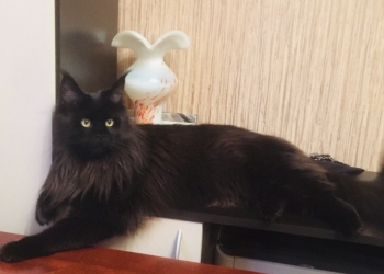 Котята Мейн кун