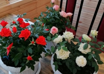 Розы комнатные в горшках