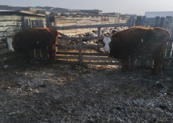 Крс