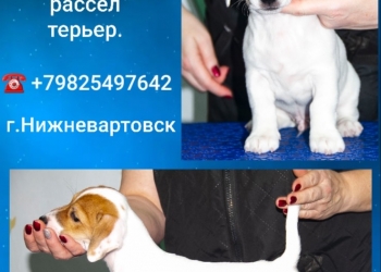 Щенок Джек-Рассел терьер