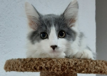 Котёнок Зайка