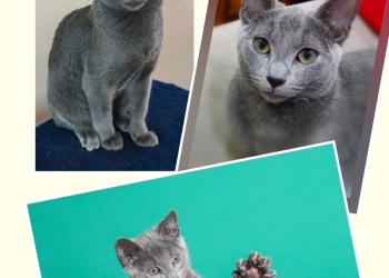 Продается котенок