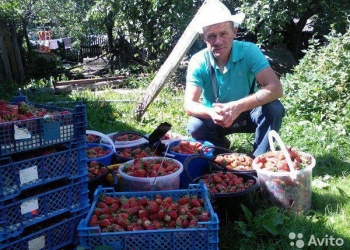 Рассада в стаканчиках