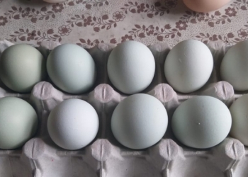 Инкубационное Яйцо Легбара