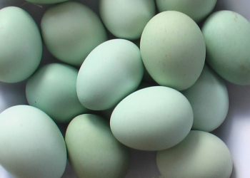 Инкубационное Яйцо Ухейилюй