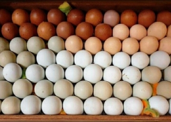 Инкубационное Яйца 5 пород