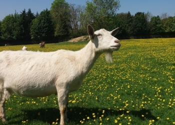 козье молоко